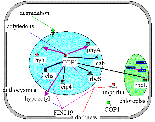 euclidean distance transform gpu