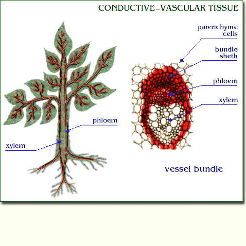 pictures of xylem. XYLEM