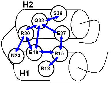 Correlation network of residues from Cluster I