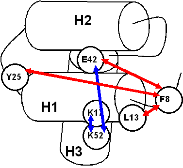 Correlation network diagram for residues fron cluster II