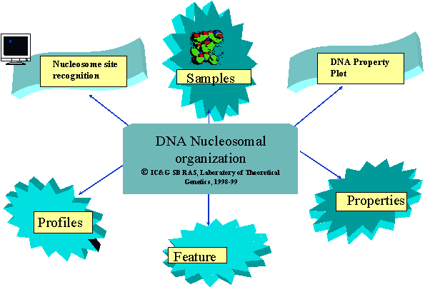 map of DNA nucleosomal organization